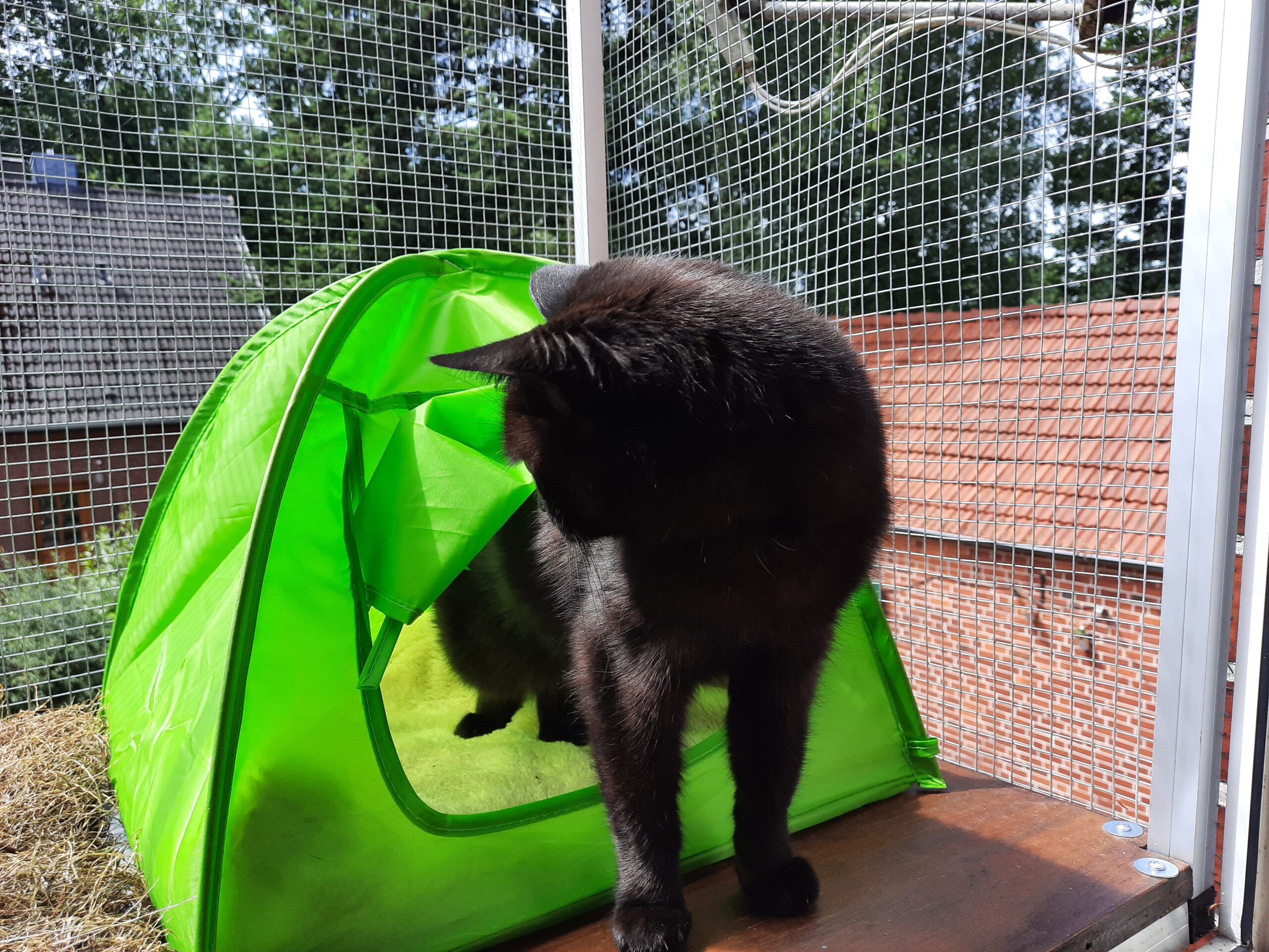 Minou kommt aus einem kleinen grünen Katzenzelt, welches auf einem Katzenbalkon steht.