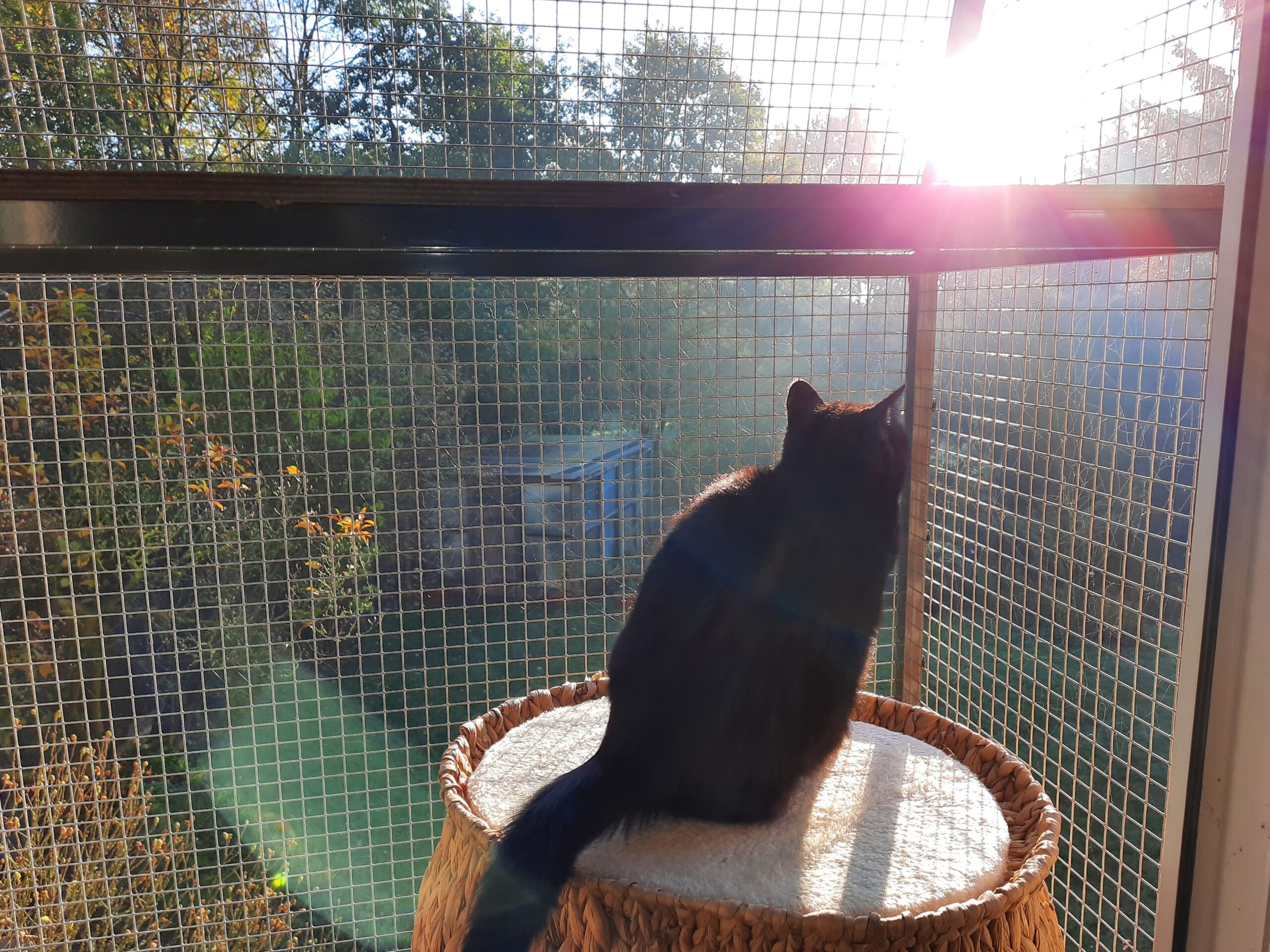 Minou sitzt auf einem Katzenhäsuchen, welches auf dem (kleinen) Katzenbalkon steht, in der Sonne und beobachtet das Treiben im Garten.