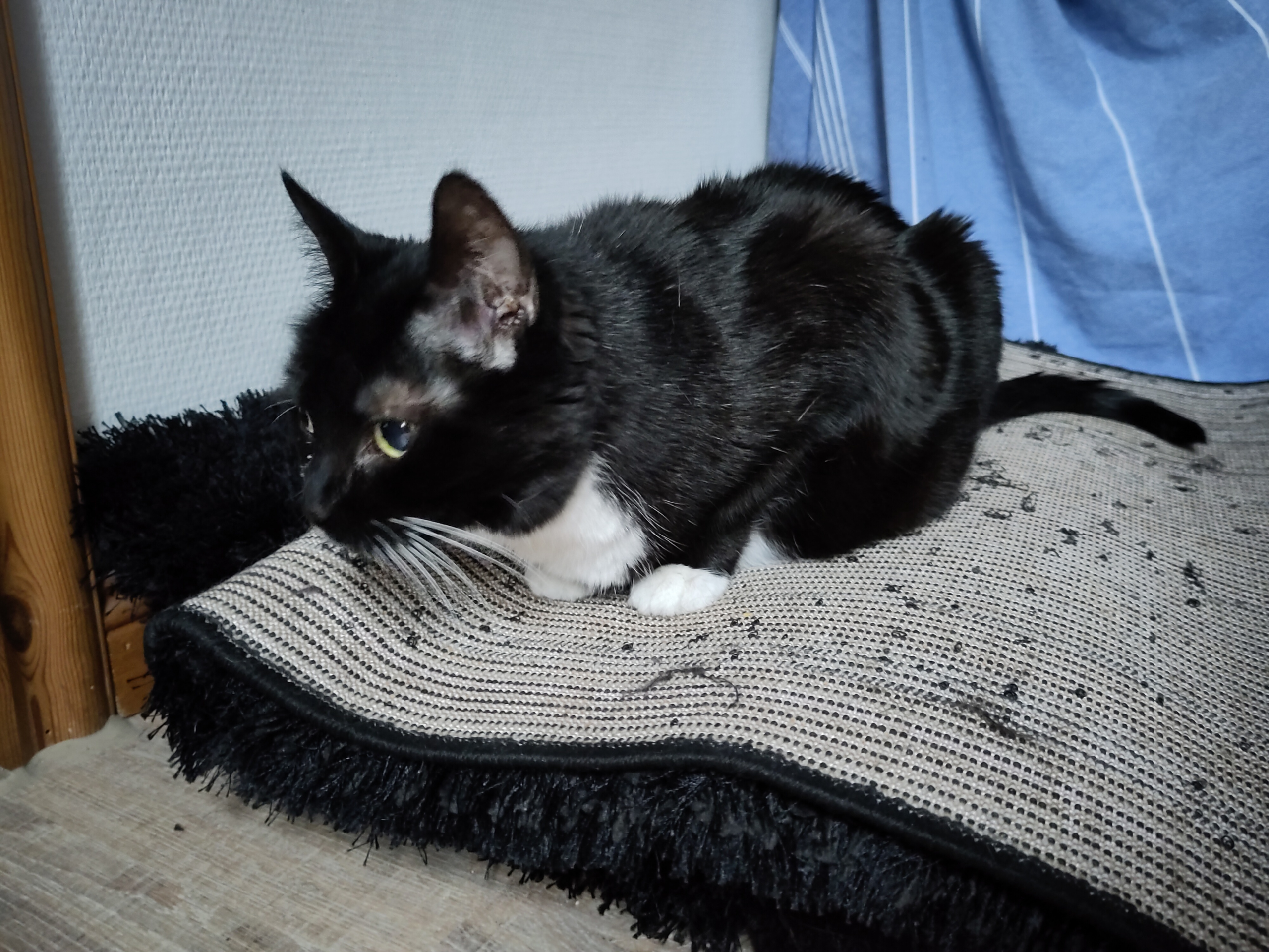 Aronia liegt auf einem Teppich und schaut sehr aufmerksam.
