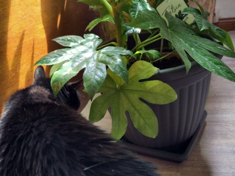 Grünpflanze, die von Katze Aronia beschnüffelt wird,