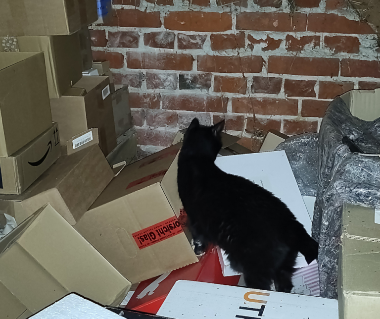 Katze Aronia stöbert auf dem Dachboden, zwischen jeder Menge Kartons umher.