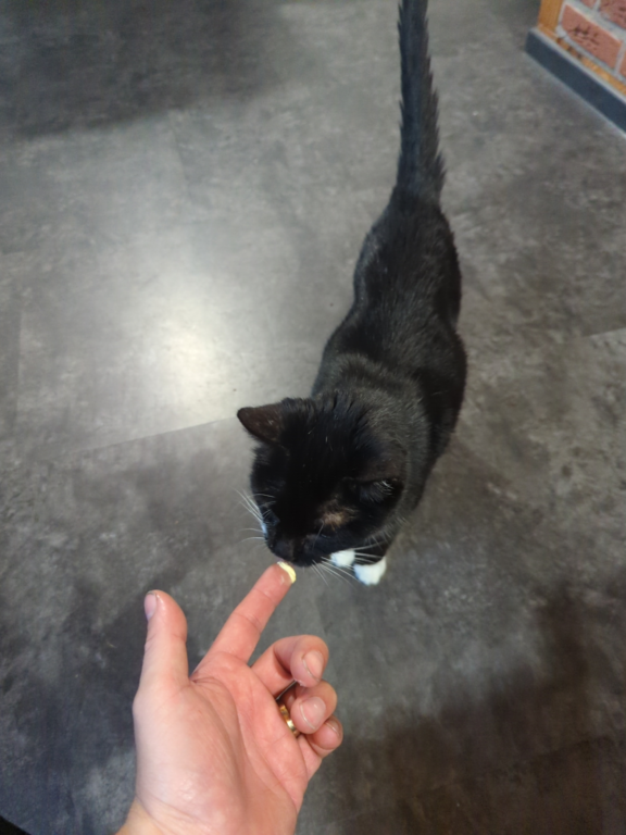 Katze Aronia schleckt Margarine von einem Zeigefinger.