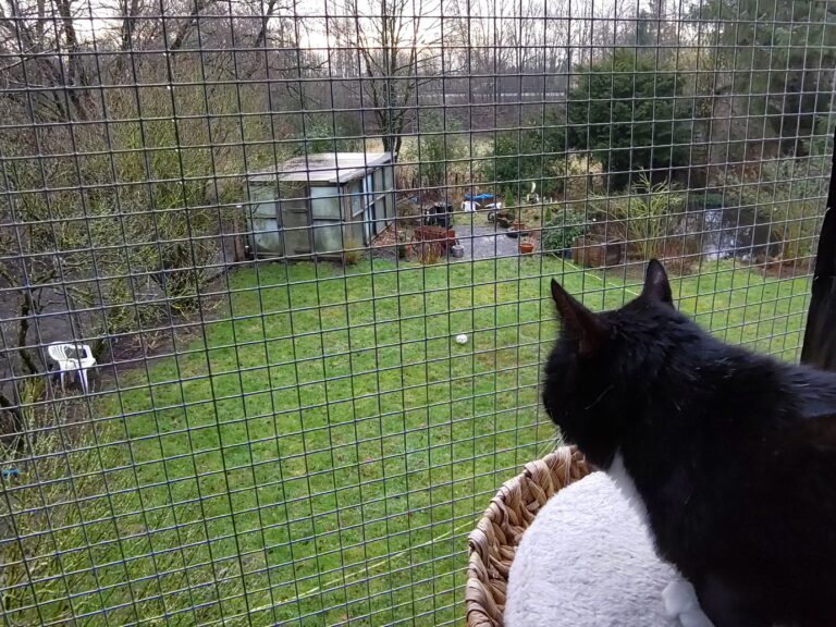Eine Katze sitzt auf einem Katzenbalkon und schaut in den Garten.