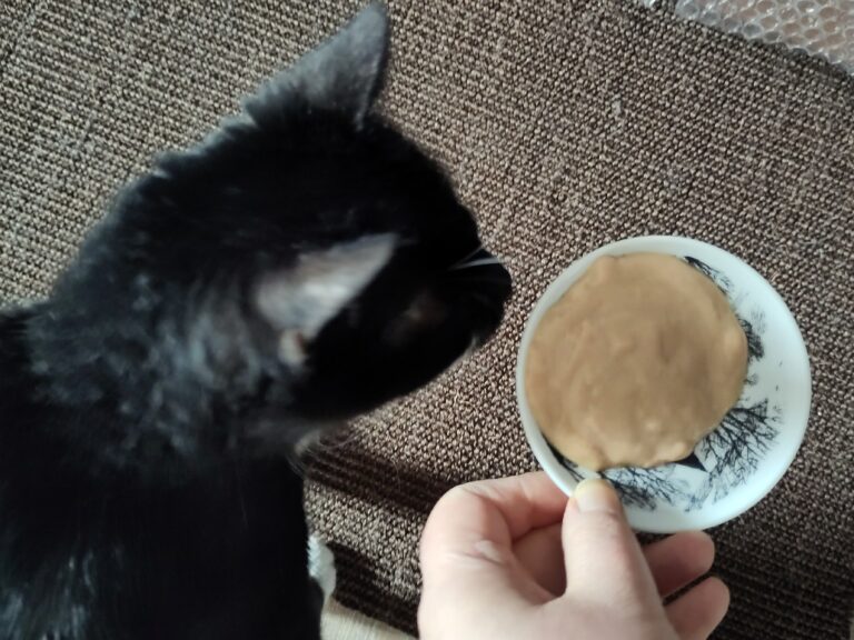 Eine Katze bekommt, auf einem kleinen Teller, einen cremigen Snack gereicht.
