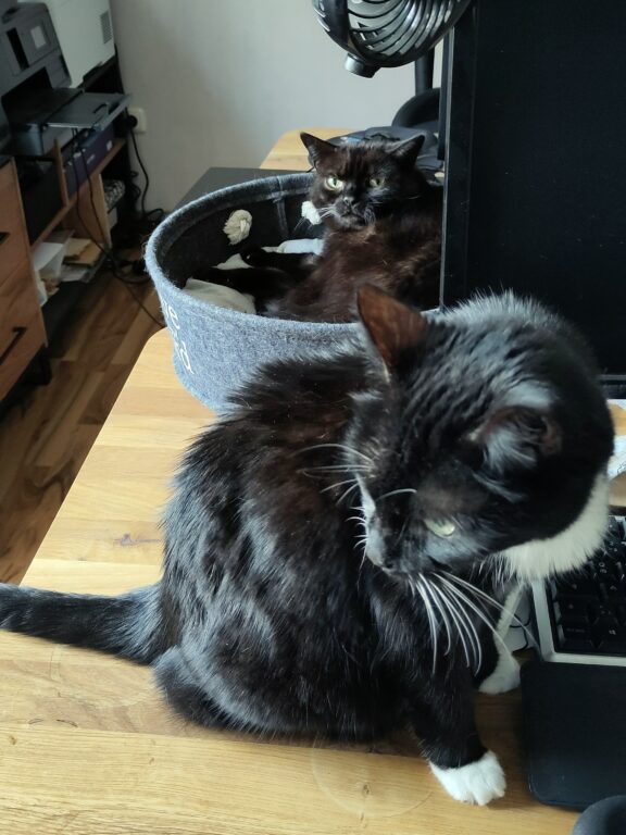 Eine schwarze Katze liegt in einem Körbchen, welches auf einem Schreibtisch liegt. Eine zweite, schwarz.weiße, Katze sitzt davor.