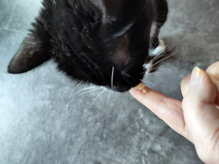 Katze (Aronia) schleckt Margarine vom Zeigefinger.