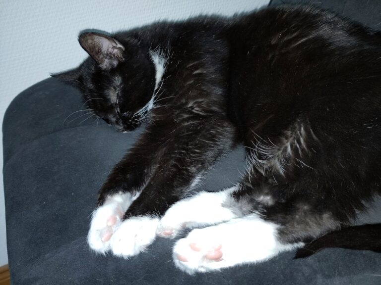 Schwarz-Weiße Katze am Schlafen