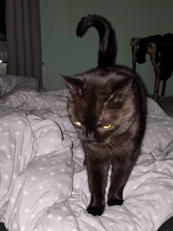 Schwarze Katze steht auf dem ungemachten Bett.