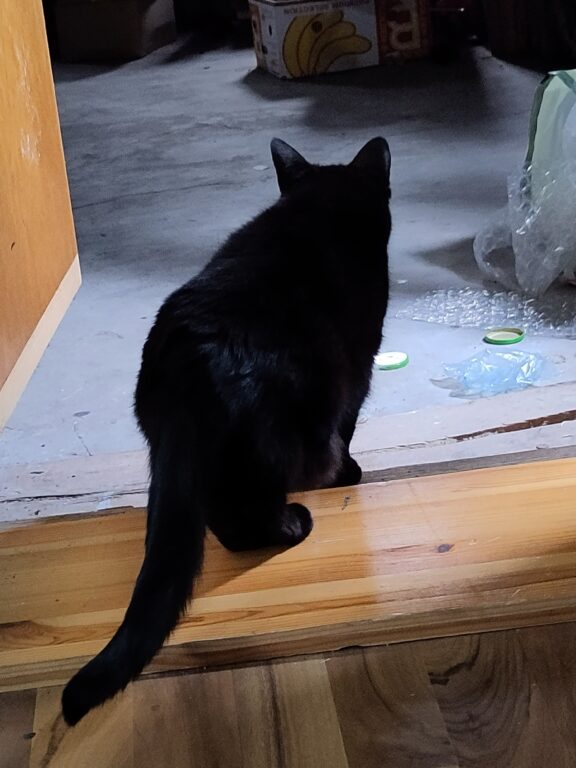 Schwarze Katze steht auf der Schwelle zum Dachboden und guckt neugierig hinein.