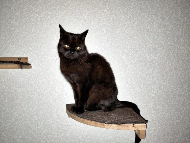 Schwarze Katze sitzt auf einem Brett, welches an der Wand befestigt ist und schaut listig in die Kamera.