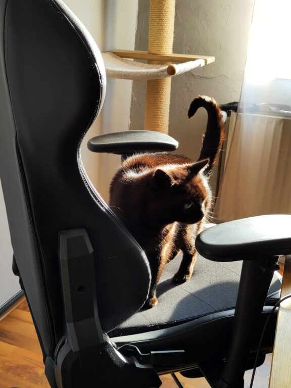 Eine schwarze Katze steht auf einem schwarzen Bürostuhl, auf dem die Sonne scheint.