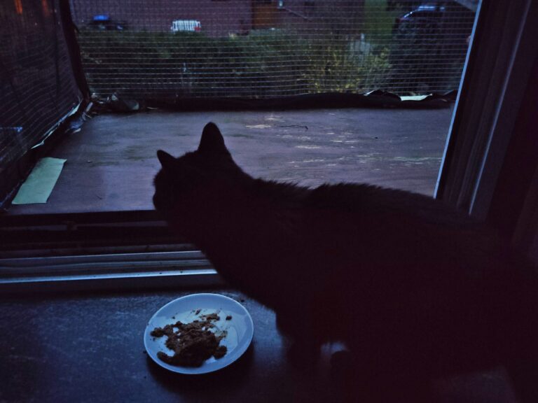 Katze in der Morgendämmerung auf einer Fensterbank am offenen Fenster, davor eine Untertasse mit Nassfutter.