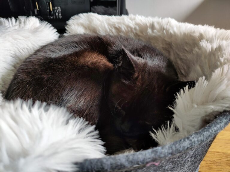 Schwarze Katze liegt in einem grauen Filzkörbchen, welches mit weißem Kunstfell ausgelegt ist und schläft.