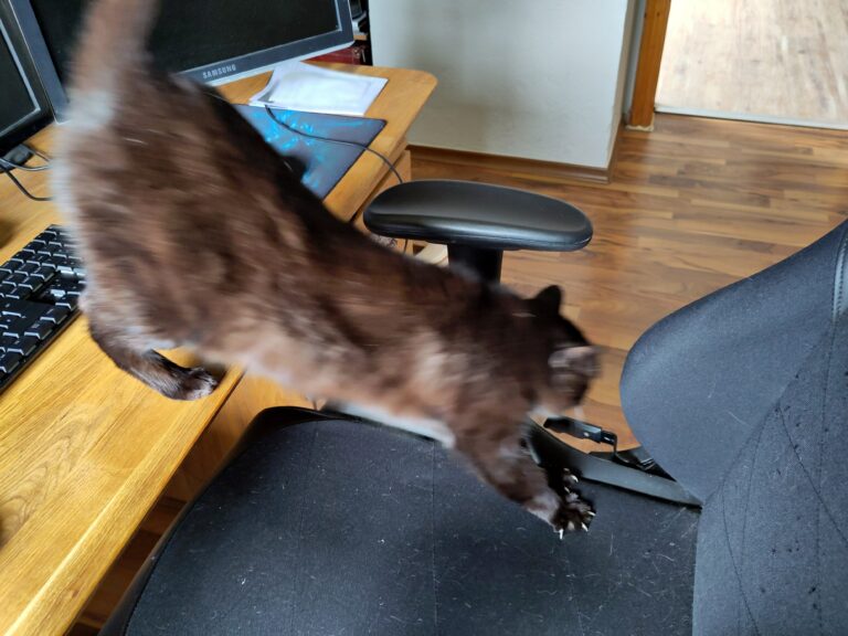 Schwarze Katze die sich streckt. Dabei steht sie mit den Hinterpfoten auf einem Schreibtisch und mit den Vorderpfoten auf einem Bürostuhl.