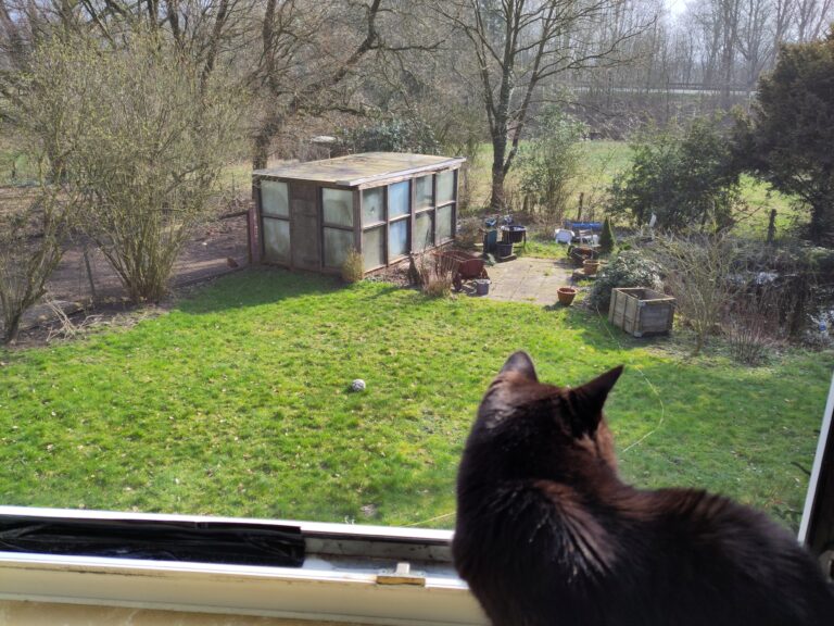 Schwarze Katze sitzt auf der Fensterbank und schaut hinunter auf eine grüne Wiese. Ihr Fell glänzt in der Sonne.