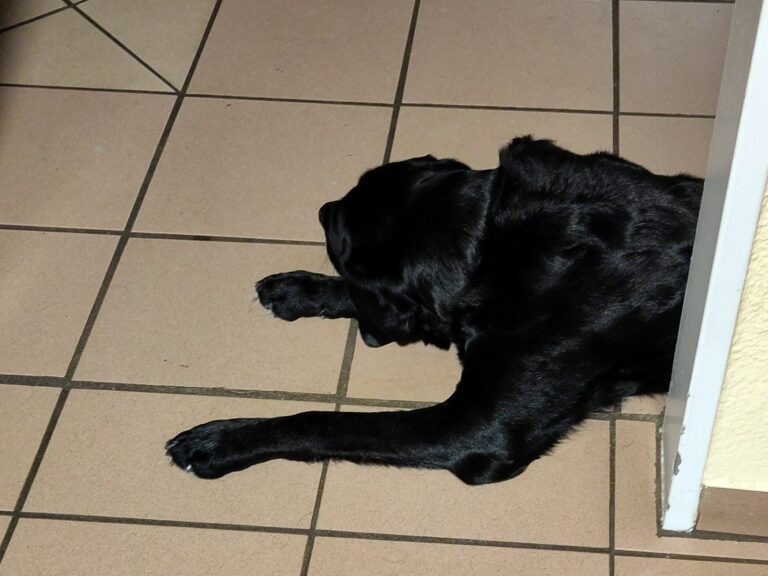 Ein schwarzer Labrador (Knut) liegt auf dem Küchenfußboden.